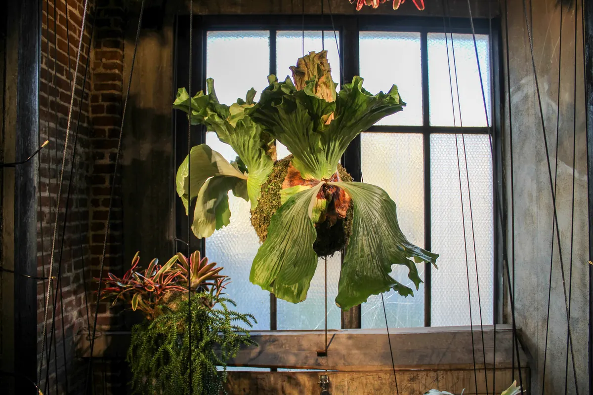 A large staghorn fern hanging in a tall industrial window